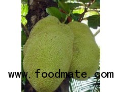 jack fruit