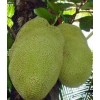 jack fruit