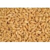 Fresh harvested fine quality wheat