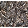 Sunflower seeds ( fresh harvest)