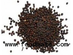 Black Pepper Seeds