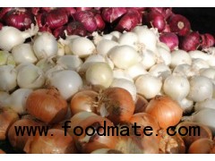 2013 new crop fresh onion