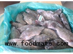 Frozen Whole Black Tilapia, Gutted or Without gutted
