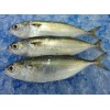 Indian Mackerel