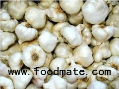 white Garlic