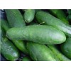 Fresh Cucumber