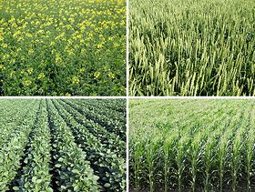 EU Crops Post-harvest