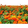 marigold extract lutein 5%,20%,80% by HPLC