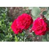 High quality natural plant extract Rose Extract