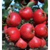 Natural Hawthorn Extract