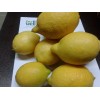 Fresh Lemon ( Yellow Adalia )  )