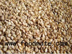 Sesame  Seeds