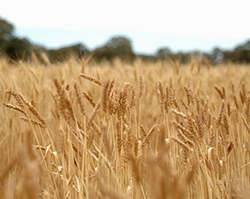 wheat