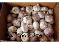 Normal white garlic