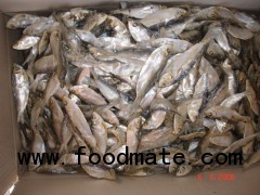 dried herring fish