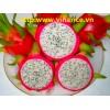 DRAGON FRUIT