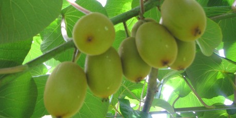 kiwifruit 