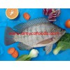 Tilapia Whole Round frozen