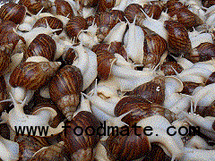 Living snails