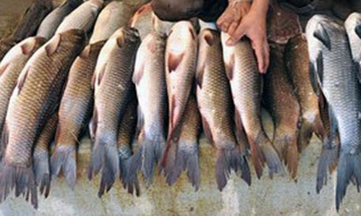 fish export