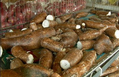 cassava