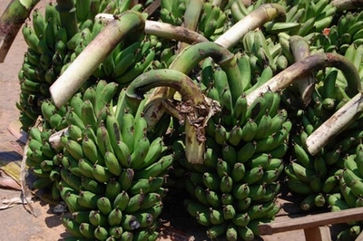 banana hybrid