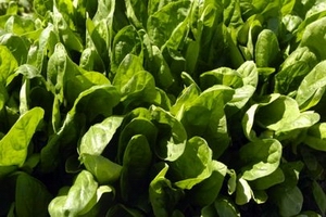 spinach