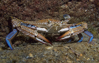 crab