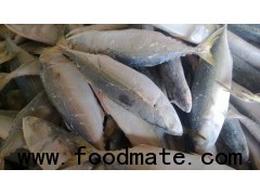 Frozen Indian Mackerel