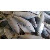 Frozen Indian Mackerel