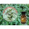 Vietnamese Coriander Essential Oil