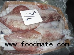 loligo squid