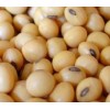 Soya Beans, White Kidney Beans, Red Beans, Black Beans and Mung Beans for Sale