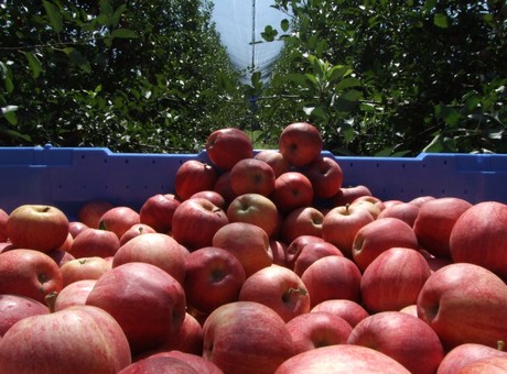 Serbian apples 