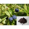 Bilberry Extract-Anthocyanidin