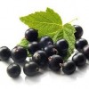 Black Currant Extract-Anthocyanidins