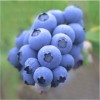 Blueberry Extract-Anthocyanidin