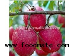 apple fruit jucie powder maker