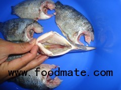 Tilapia moon cut