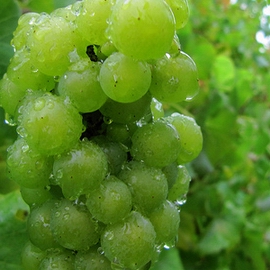 white grape