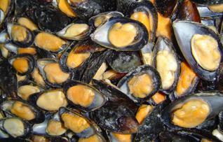 mussel 