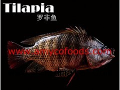 Tilapia fish from reliable producer in China