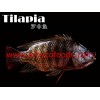 Tilapia fish from reliable producer in China