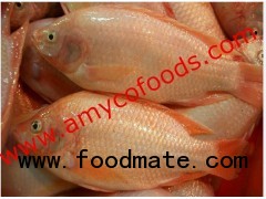 Red Tilapia fish from reliable producer in China