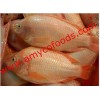 Red Tilapia fish from reliable producer in China