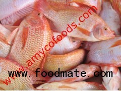 Red Tilapia fish from reliable factory in China