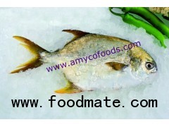Golden Pompano from reliable factory in China