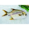 Golden Pompano from reliable factory in China