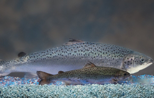 AquAdvantage Salmon