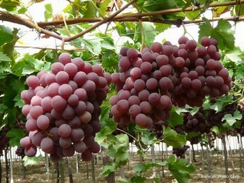 table grape 